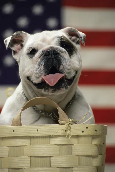 Framed Print : Close-up of an English Bulldog in a basket in front of an American flag