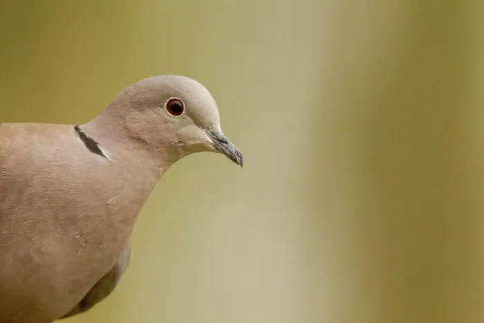 Framed Print : Close-up of an Eurasian Collared Dove (Streptopelia decaocto) Framed Print : Close-up of an Eurasian Collared Dove (Streptopelia decaocto)