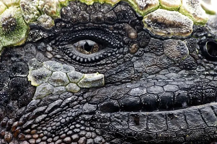Framed Print : Close-up of a face of Marine iguana (Amblyrhynchus cristatus) Framed Print : Close-up of a face of Marine iguana (Amblyrhynchus cristatus)