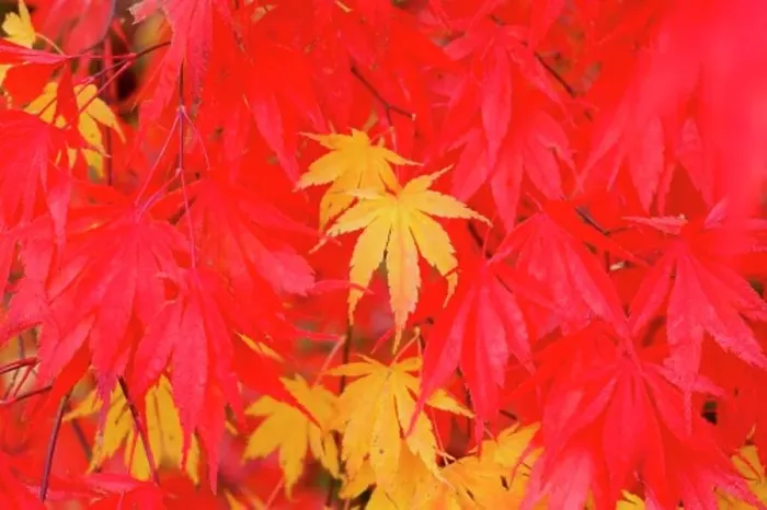 Framed Print : Close-up fall leaves