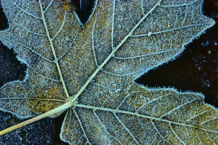 Framed Print : Close-up of a fallen maple leaf, Vancouver Island, British Columbia, Canada Framed Print : Close-up of a fallen maple leaf, Vancouver Island, British Columbia, Canada