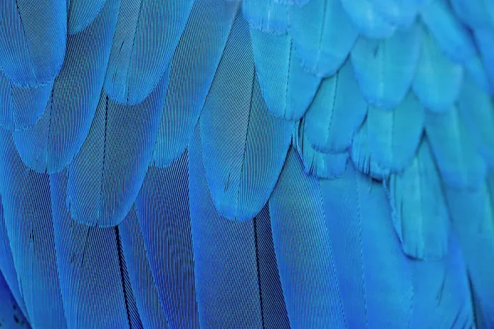 Framed Print : Close-up of the feathers of a blue-and-yellow macaw (Ara ararauna) Framed Print : Close-up of the feathers of a blue-and-yellow macaw (Ara ararauna)