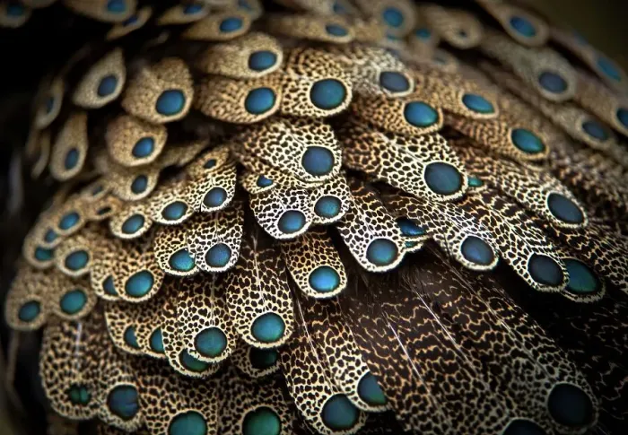 Framed Print : Close-up of feathers of Bornean Peacock-Pheasant (Polyplectron schleiermacheri) captivity at Jurong Bird Park Framed Print : Close-up of feathers of Bornean Peacock-Pheasant (Polyplectron schleiermacheri) captivity at Jurong Bird Park