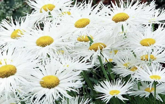 Framed Print : Close-up of Fleabane flowers in a garden Framed Print : Close-up of Fleabane flowers in a garden