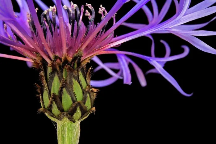 Framed Print : Close-up of a flower Framed Print : Close-up of a flower