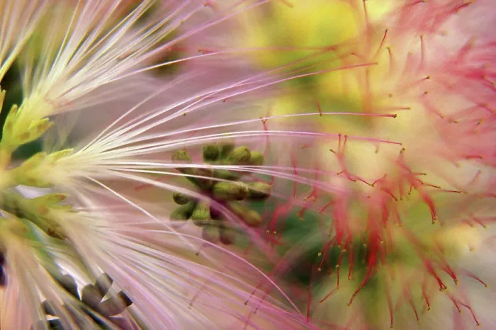 Framed Print : Close-up of a flower