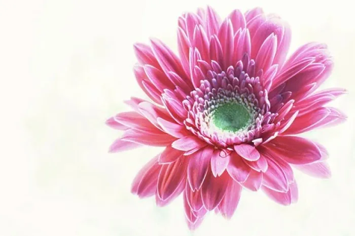 Framed Print : Close-up of a flower Framed Print : Close-up of a flower