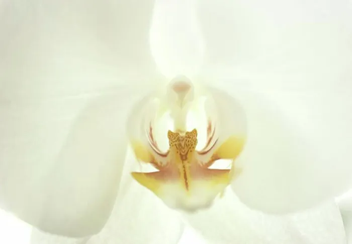Framed Print : Close-up of a flower Framed Print : Close-up of a flower