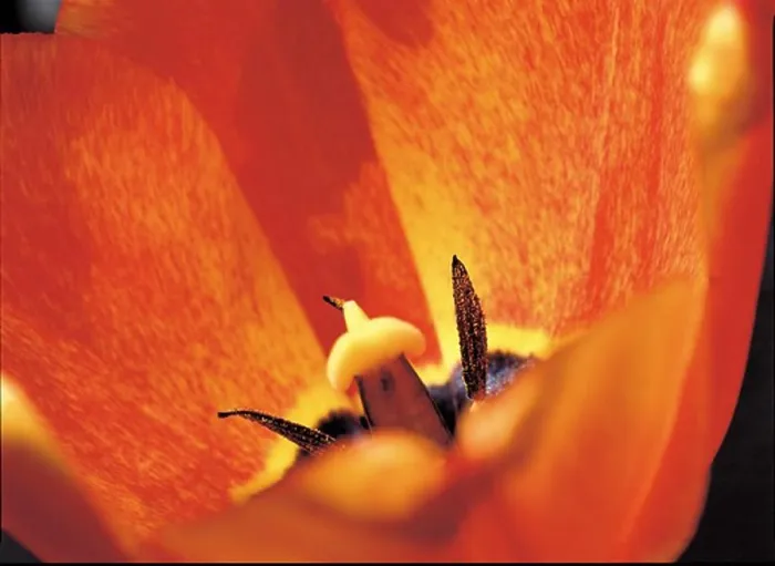 Framed Print : Close-up of a flower