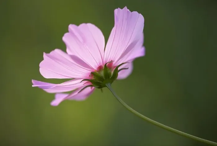 Framed Print : Close-up of a flower Framed Print : Close-up of a flower