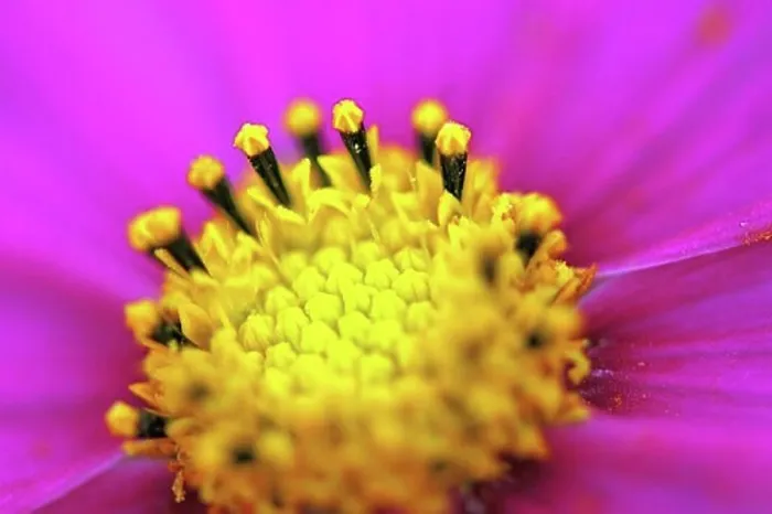 Framed Print : Close-up of a flower Framed Print : Close-up of a flower