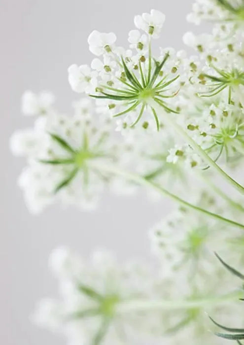 Framed Print : Close-up of flower