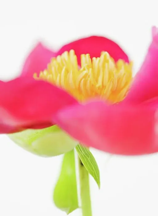 Framed Print : Close-up of flower Framed Print : Close-up of flower