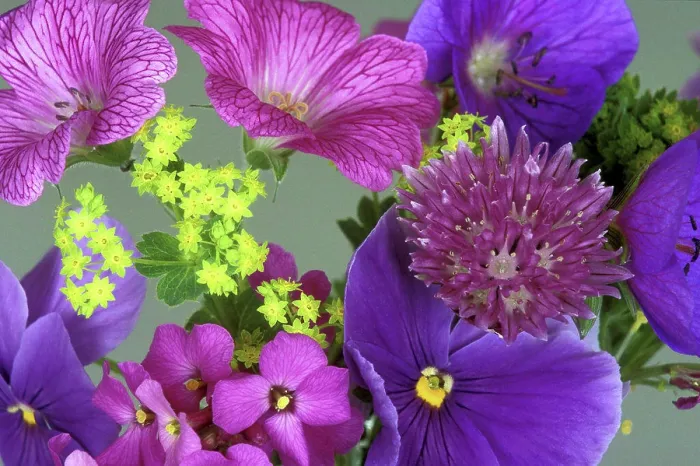 Framed Print : Close-up of flowers