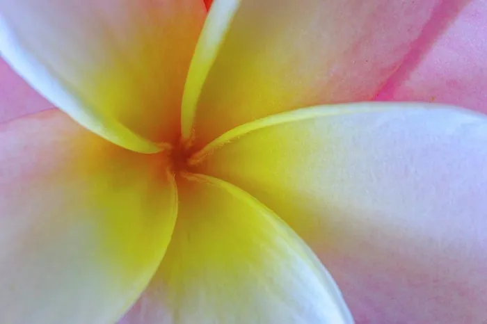Framed Print : Close-up of a Frangipani (Plumeria) flower