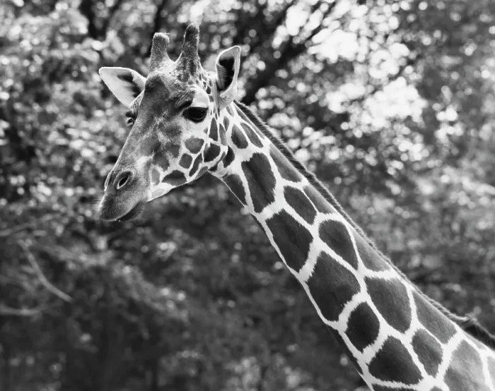 Framed Print : Close-up of a giraffe (Giraffa camelopardalis) Framed Print : Close-up of a giraffe (Giraffa camelopardalis)