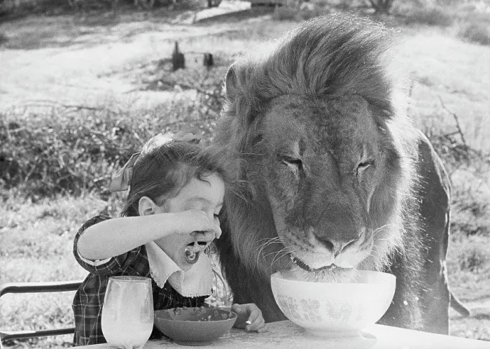 Framed Print : Close-up of a girl and a lion having breakfast together (Panthera leo)