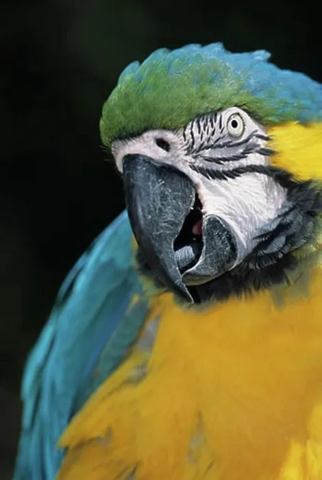 Framed Print : Close-up of a Gold and Blue macaw (Ara ararauna) Framed Print : Close-up of a Gold and Blue macaw (Ara ararauna)