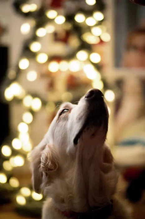 Framed Print : Close-up of Golden Retriever in front of Christmas tree Framed Print : Close-up of Golden Retriever in front of Christmas tree