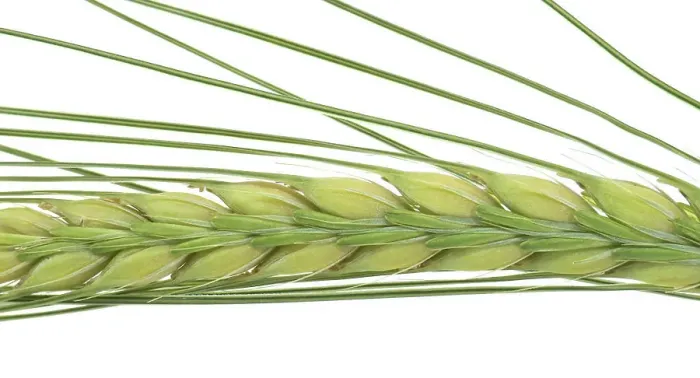 Framed Print : Close-up of a green ear of barley