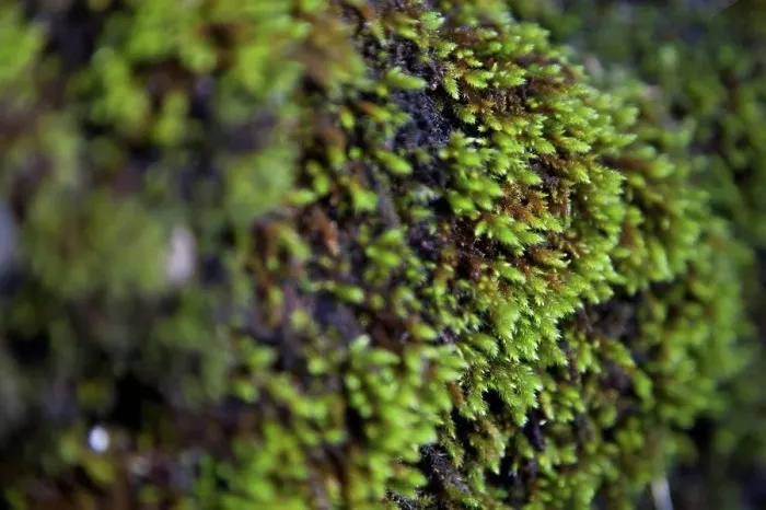 Framed Print : Close-up of green moss Framed Print : Close-up of green moss