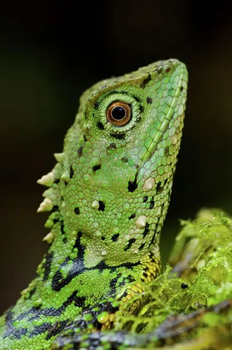Framed Print : Close-up of a Green Mountain agama (Phoxophrys cephalum) Framed Print : Close-up of a Green Mountain agama (Phoxophrys cephalum)
