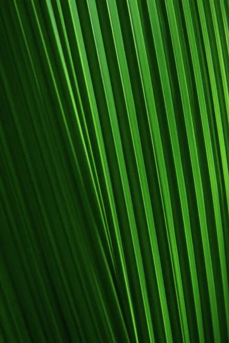 Framed Print : Close-up of green palm leaf