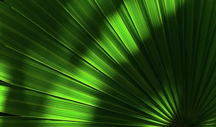 Framed Print : Close-up of green palm leaf with sunlight and shadow Framed Print : Close-up of green palm leaf with sunlight and shadow