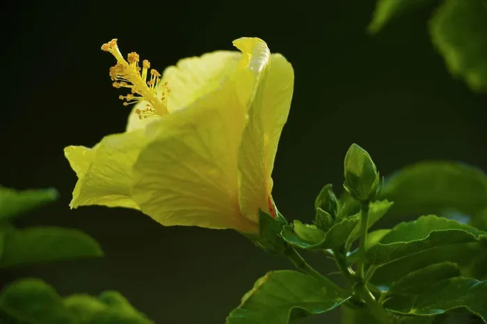 Framed Print : Close-up of hibiscus flowers