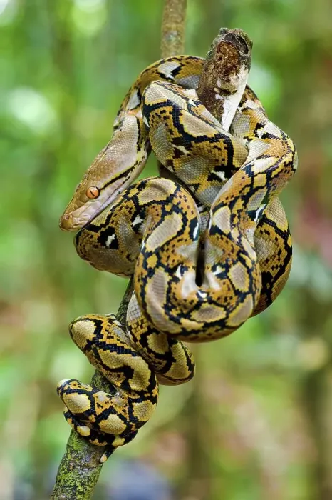Framed Print : Close-up of juvenile reticulated python (Python reticulatus) resting on sapling Framed Print : Close-up of juvenile reticulated python (Python reticulatus) resting on sapling