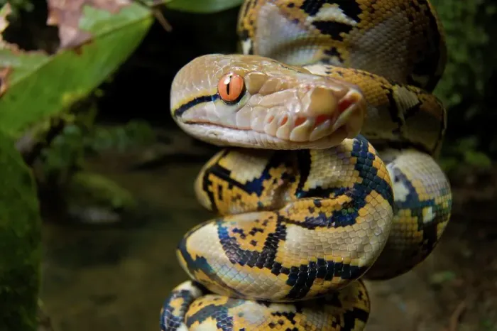 Framed Print : Close-up of juvenile reticulated python (Python reticulatus) resting on sapling Framed Print : Close-up of juvenile reticulated python (Python reticulatus) resting on sapling