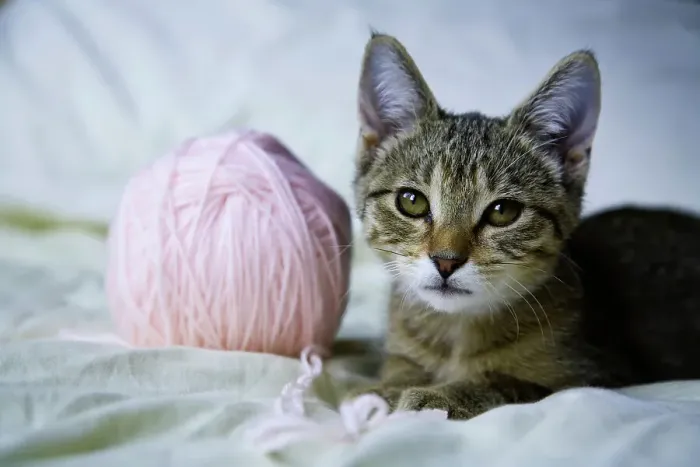 Framed Print : Close-up of a kitten playing with a ball of yarn; American short hair tabby
