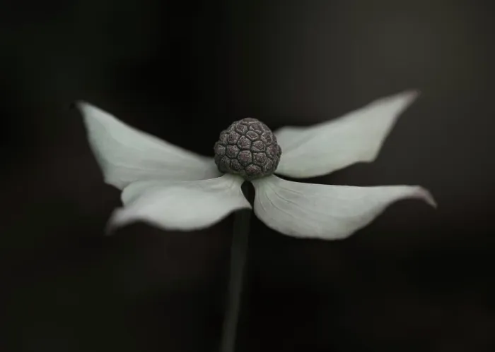 Framed Print : Close-up of a kousa dogwood, cream flower