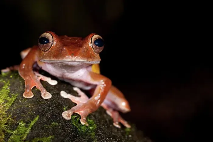 Framed Print : Close-up of a leaf litter Tree frog (Boophis madagascariensis)