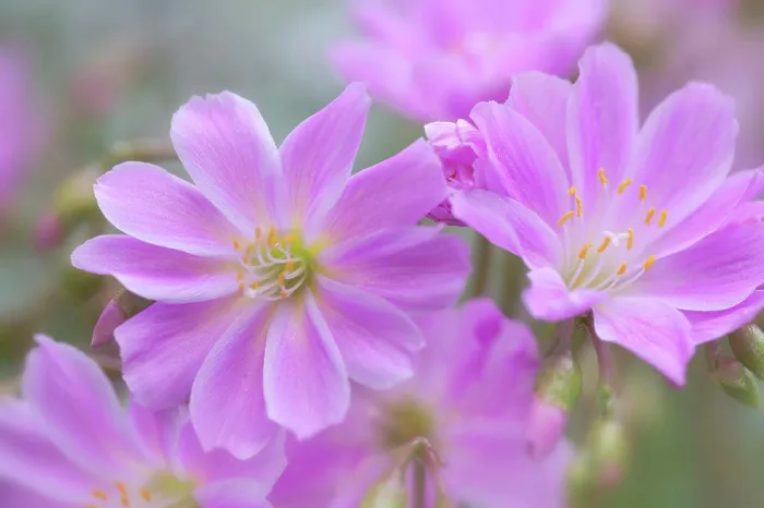 Framed Print : Close-up of Lewisia flowers, Washington State, USA
