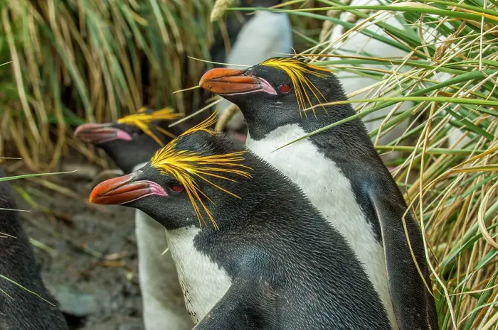 Framed Print : Close-up of a Macaroni Penguins (Eudyptes chrysolophus) in the Tussock grass at Cooper Bay on South Georgia Island, Sub-Antarctica