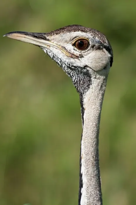 Framed Print : Close-up of a male Black-Bellied bustard (Eupodotis melanogaster) Framed Print : Close-up of a male Black-Bellied bustard (Eupodotis melanogaster)