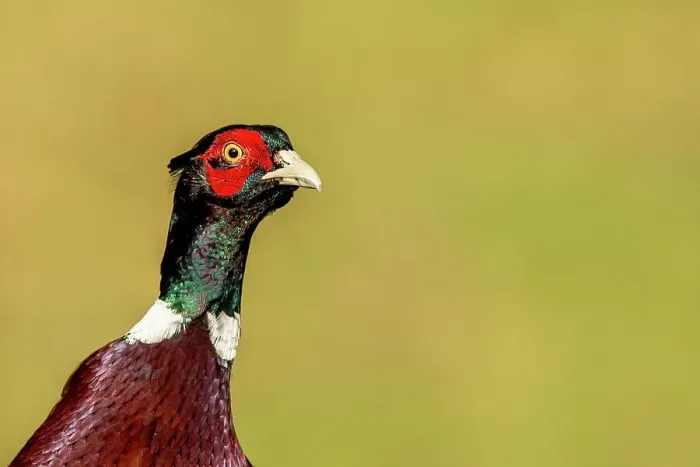 Framed Print : Close-up of a male Common pheasant (Phasianus colchicus)