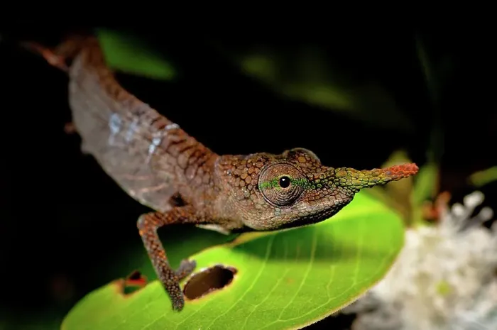 Framed Print : Close-up of a male Lance-Nosed chameleon (Calumma gallus) Framed Print : Close-up of a male Lance-Nosed chameleon (Calumma gallus)