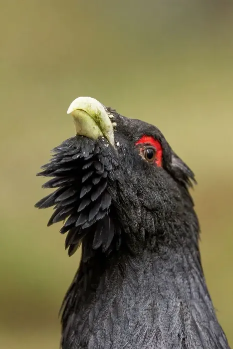 Framed Print : Close-up of a Male Western Capercaillie (Tetrao urogallus) in a forest Framed Print : Close-up of a Male Western Capercaillie (Tetrao urogallus) in a forest