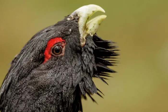 Framed Print : Close-up of a Male Western Capercaillie (Tetrao urogallus) in a forest Framed Print : Close-up of a Male Western Capercaillie (Tetrao urogallus) in a forest