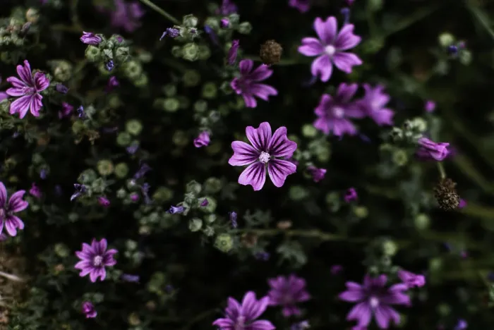 Framed Print : Close-up of mallow flowers in bloom, highlighting purple petals