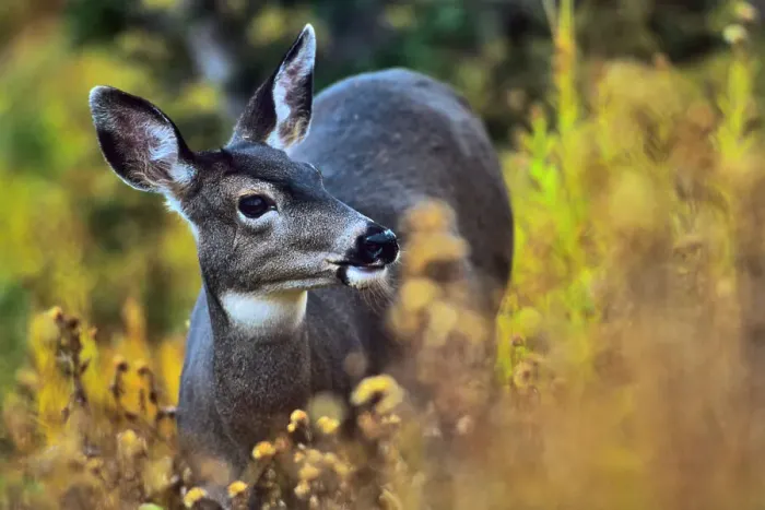 Framed Print : Close-up of a Mule deer (Odocoileus hemionus columbianus) Framed Print : Close-up of a Mule deer (Odocoileus hemionus columbianus)