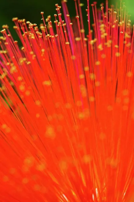 Framed Print : Close-up of an Ohia lehua (Metrosideros polymorpha) flower