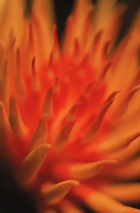 Framed Print : Close-up of an orange flower, Malaysia