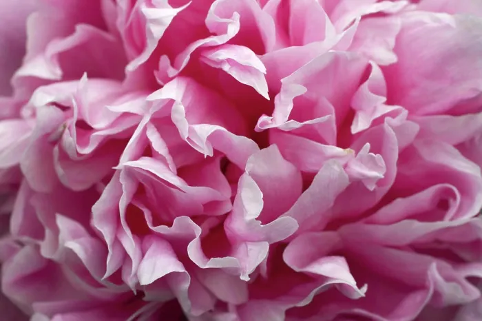Framed Print : Close-up on a peony flower Framed Print : Close-up on a peony flower