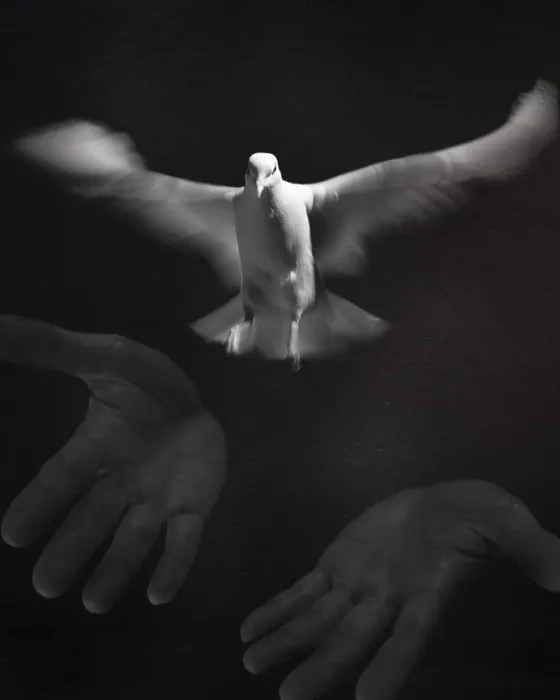Framed Print : Close-up of a person releasing a White Dove