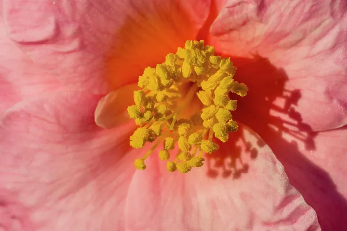 Framed Print : Close-up of a pink Camelia flower in a garden in Kirkland, Washington State, USA Framed Print : Close-up of a pink Camelia flower in a garden in Kirkland, Washington State, USA