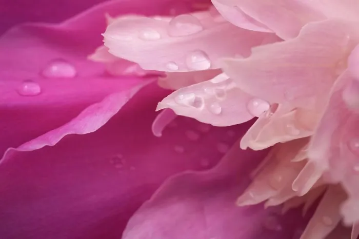 Framed Print : Close-Up Of Pink Flower