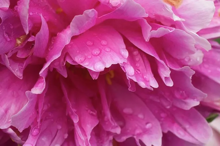 Framed Print : Close-Up Of Pink Flower Framed Print : Close-Up Of Pink Flower
